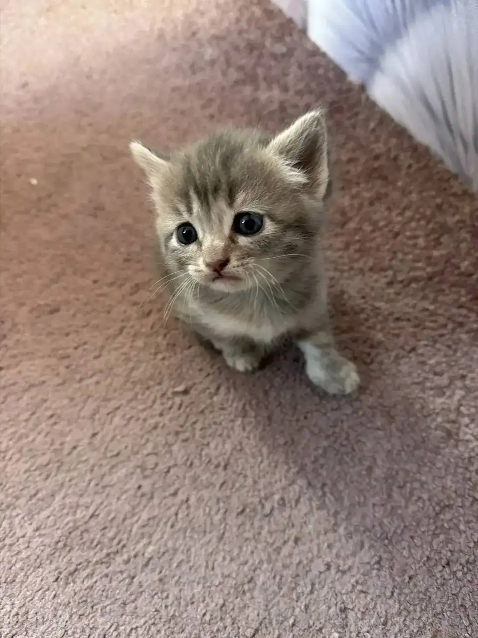 Ищут хозяев для котят - Кошки (Животные) в Саратов