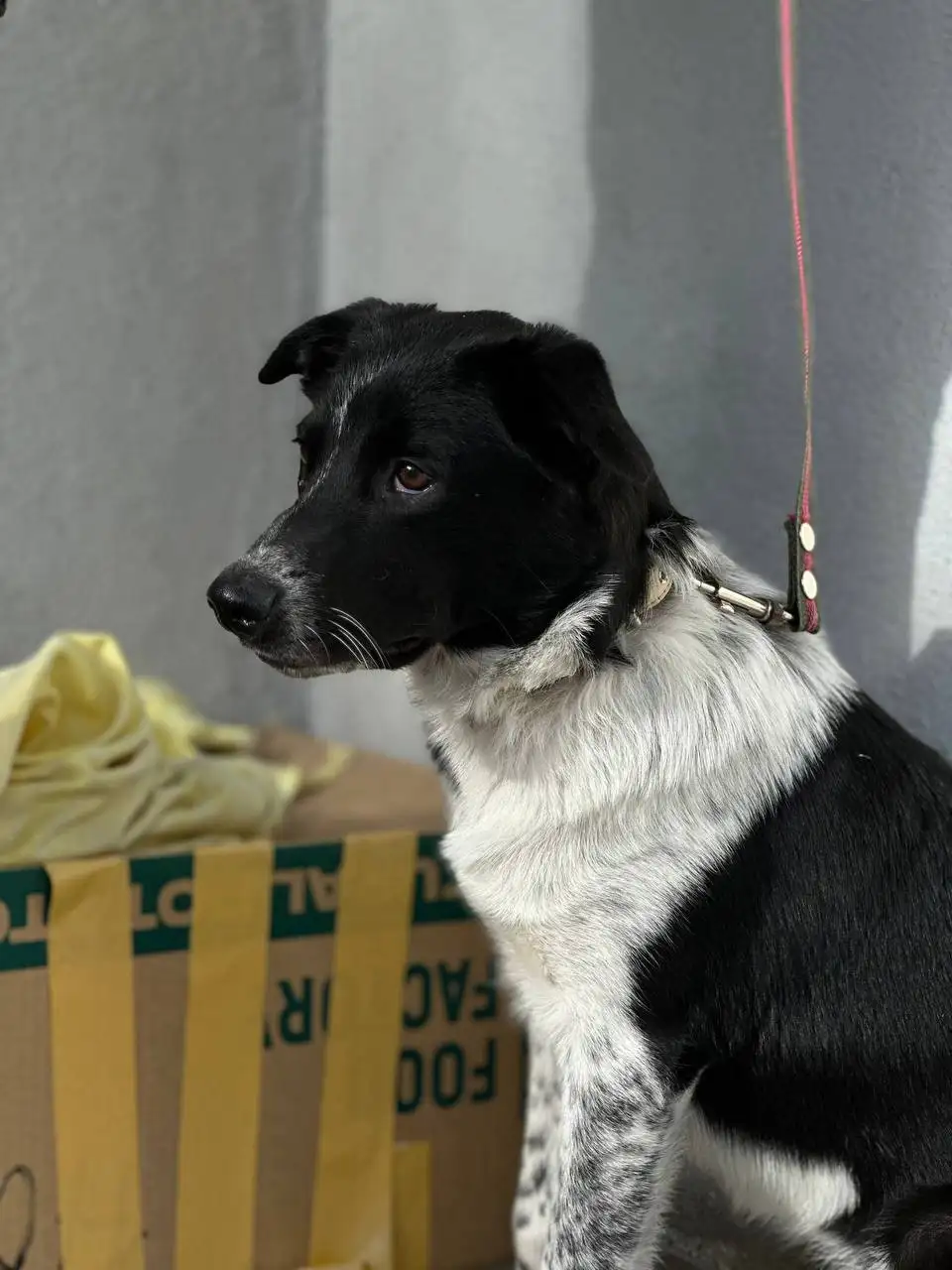 Сбор на передержку для Рюджины - Сбор средств (Животные) в Саратов