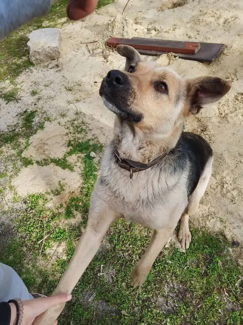 Потерялась собака в Саратове - Животные в Саратов