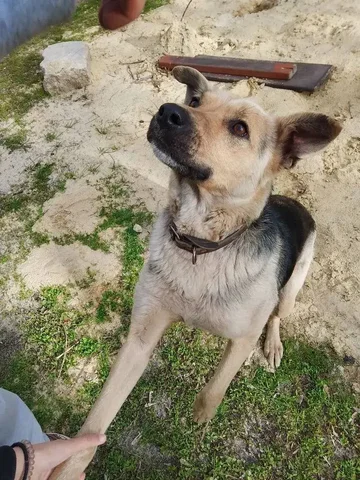 Потерялась собака в Саратове - Потеряшки в Саратов