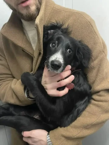 Найдена собака в Энгельсе - Потеряшки в Энгельс