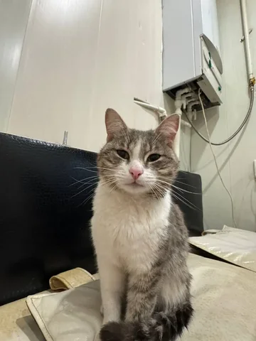 Найден домашний котик на проспекте - частное объявление в Саратов