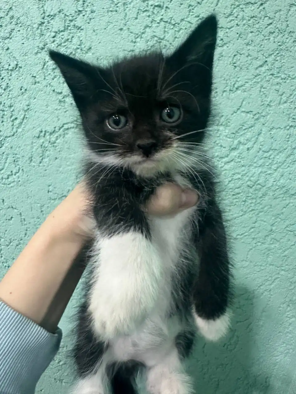 Котята в добрые руки - Кошки (Животные) в Калининск