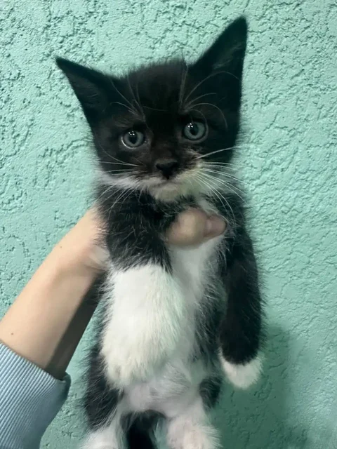 Котята в добрые руки - частное объявление в Калининск