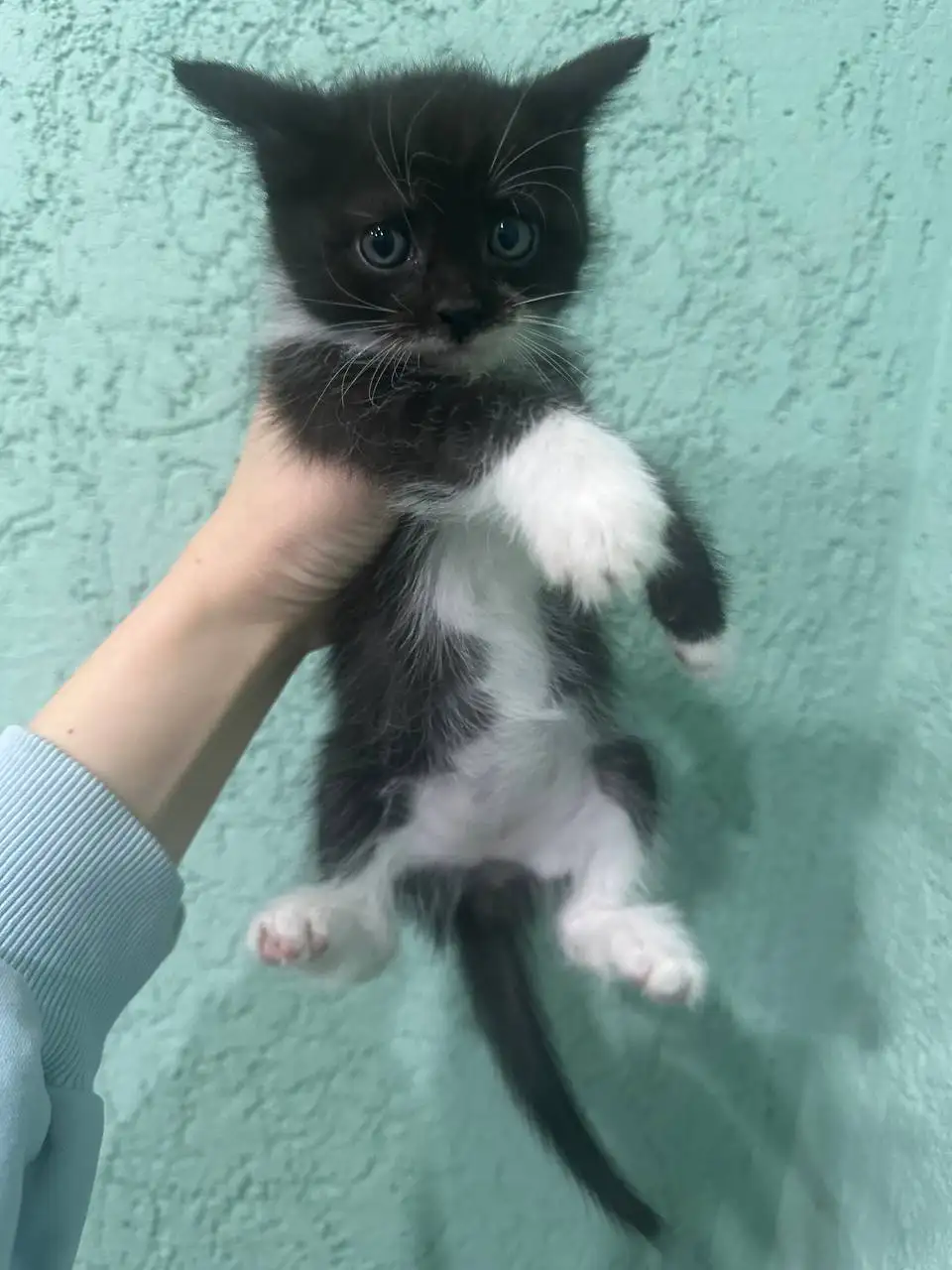 Котята в добрые руки - Кошки (Животные) в Калининск