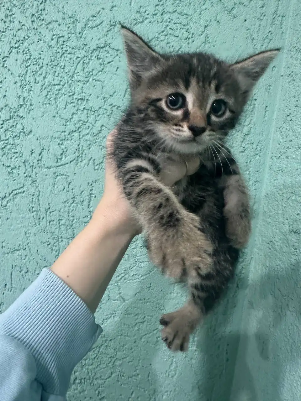 Котята в добрые руки - Кошки (Животные) в Калининск