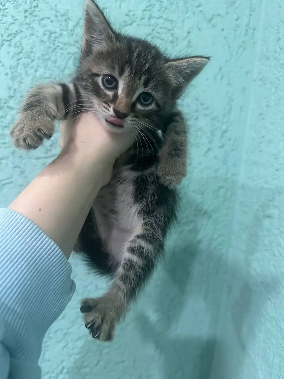 Котята в добрые руки - Кошки (Животные) в Калининск