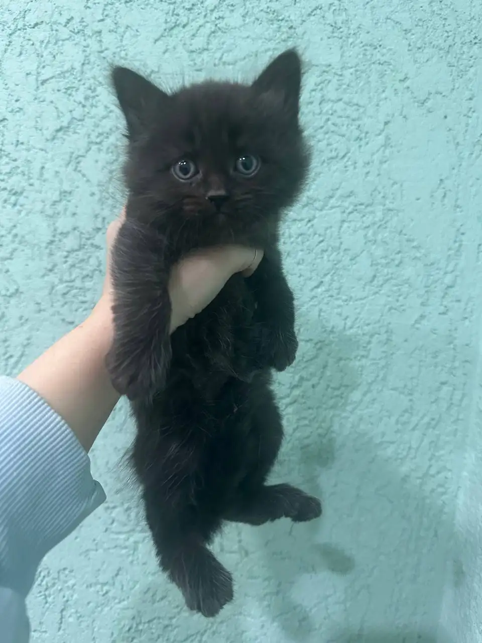 Котята в добрые руки - Кошки (Животные) в Калининск