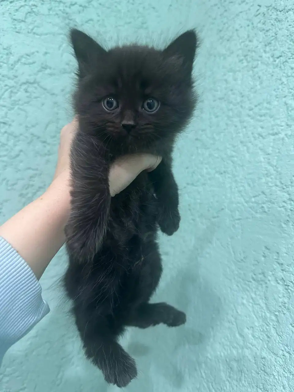 Котята в добрые руки - Кошки (Животные) в Калининск