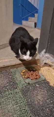 Срочно нужна передержка для кошки - Потеряшки в Саратов