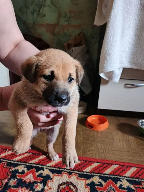 Отдам щенков в добрые руки - Потеряшки в Саратов