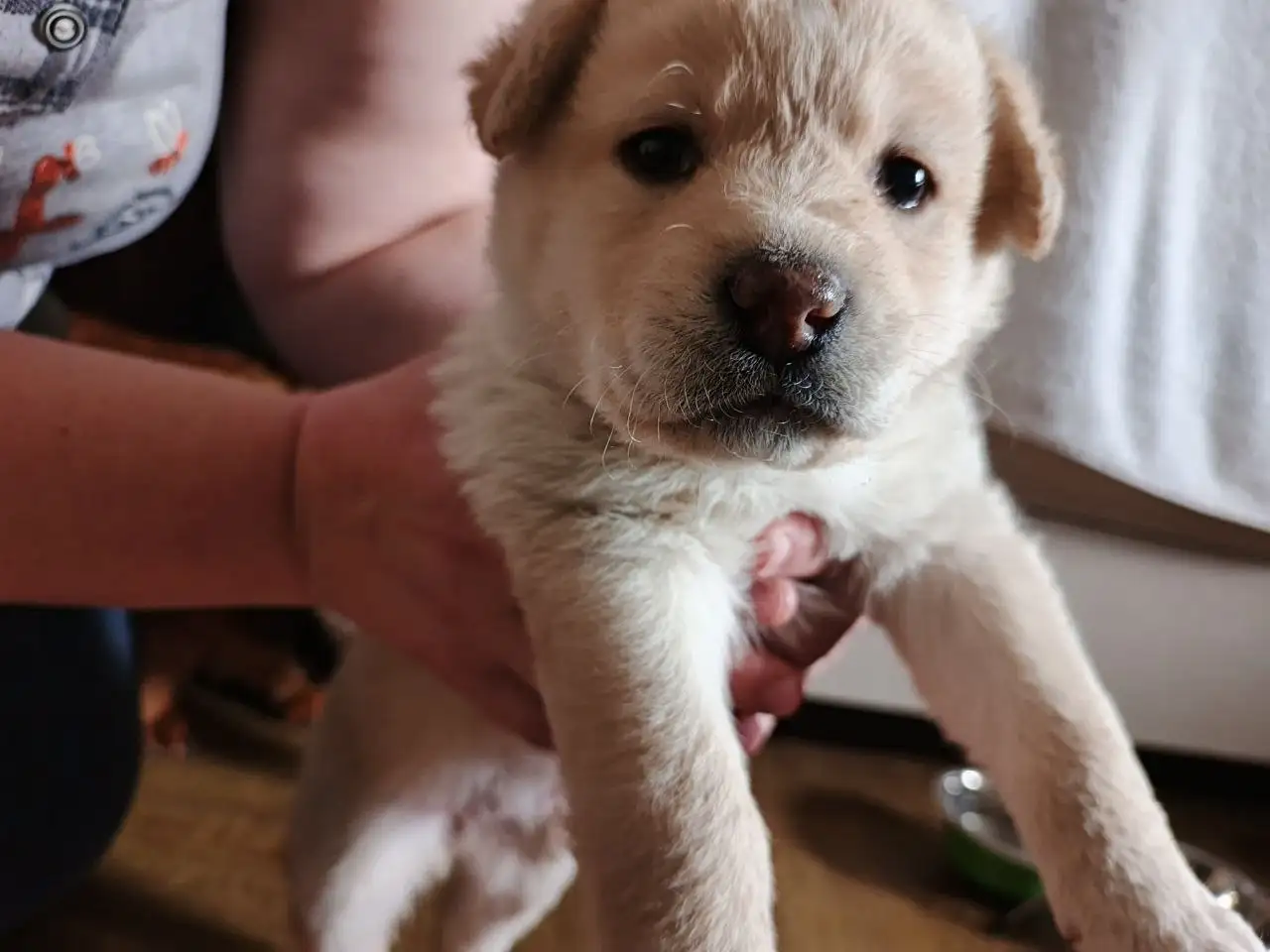 Отдам щенков в добрые руки - Собаки (Животные) в Саратов