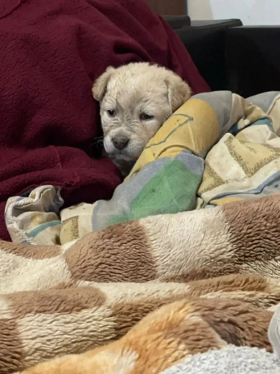 Отдам щенков в добрые руки - Собаки (Животные) в Саратов