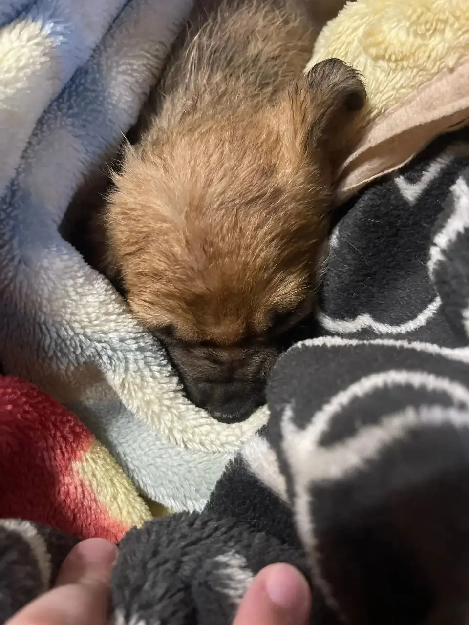 Отдам щенков в добрые руки - Собаки (Животные) в Саратов