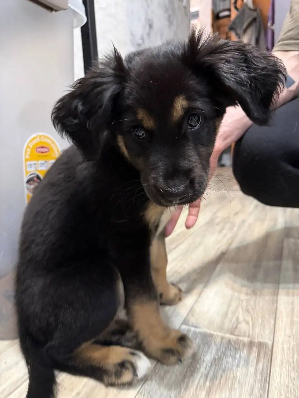 Найден щенок в Солнечном - Потеряшки (Животные) в Саратов