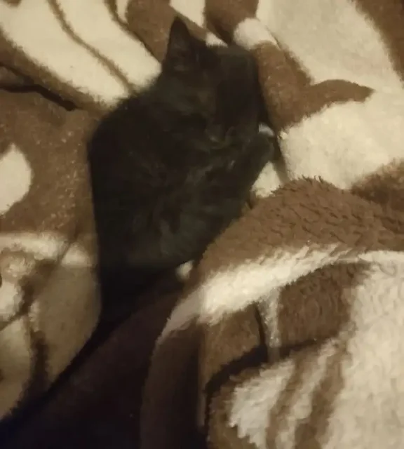 Котёнок Марсик ищет дом или передержку - Потеряшки в Саратов