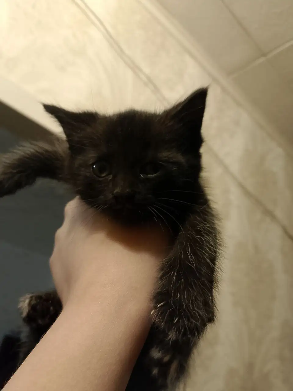 Котёнок Марсик ищет дом или передержку - Кошки (Животные) в Саратов