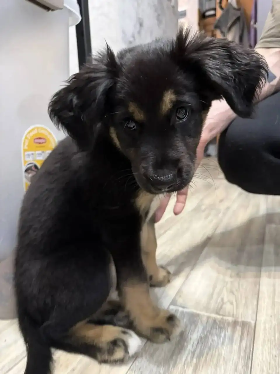 Найден щенок в солнечном - Животные в Саратов