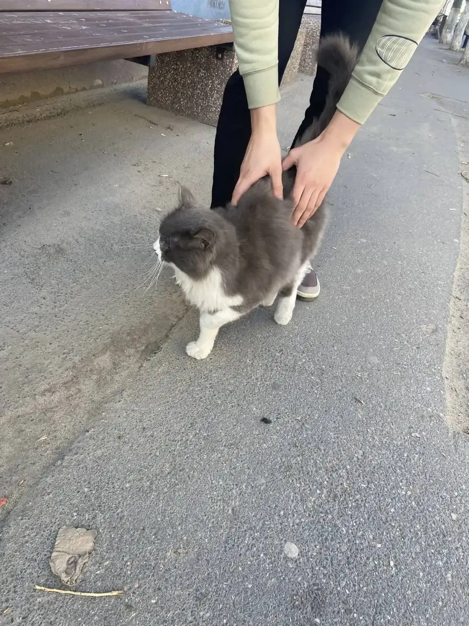 Найден кот в районе Олимпии - Кошки (Животные) в Саратов