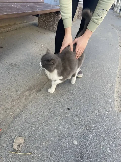 Найден кот в районе Олимпии - Питомцы в Саратов