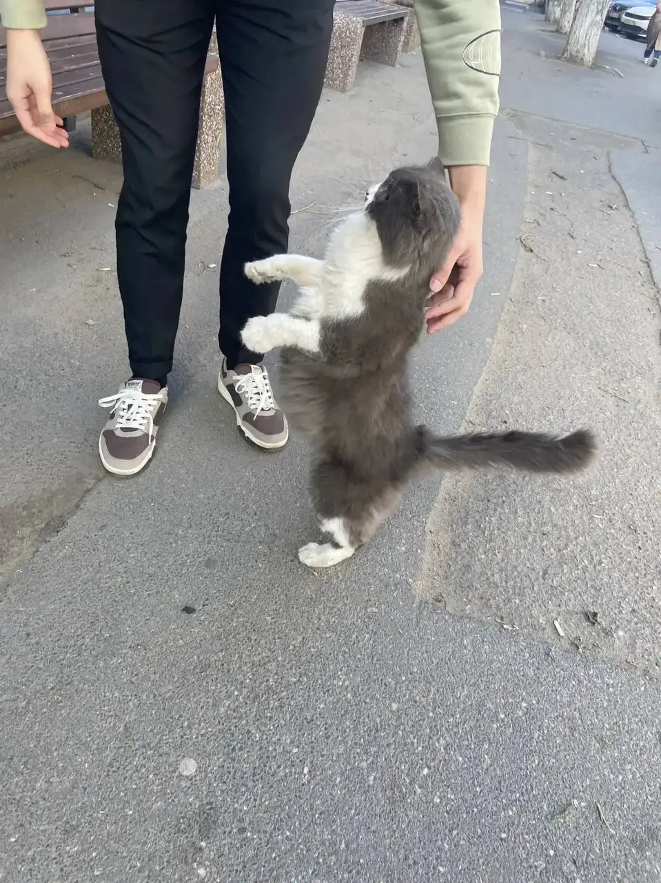 Найден кот в районе Олимпии - Кошки (Животные) в Саратов