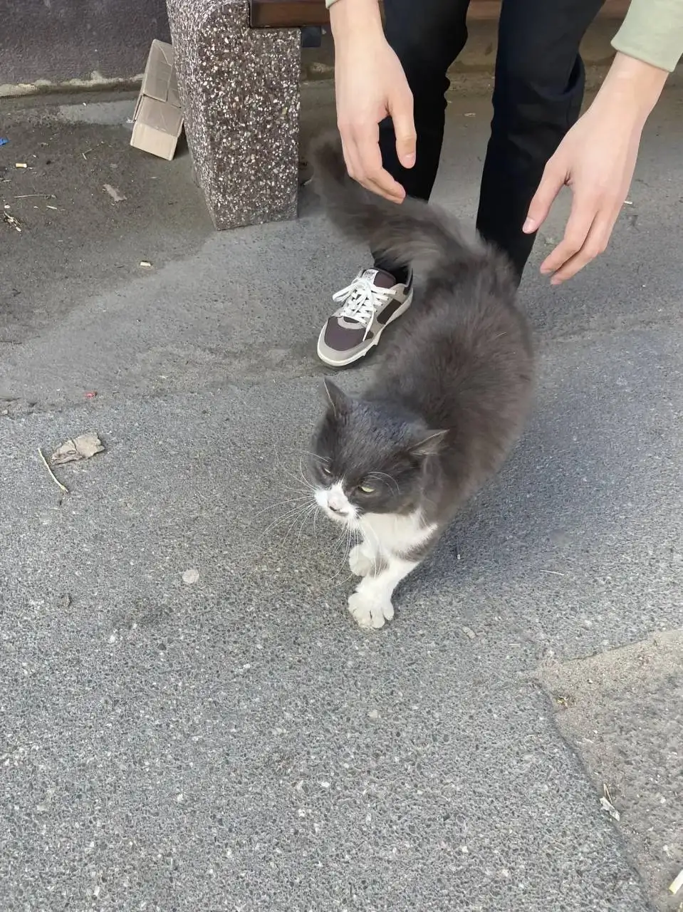 Найден кот в районе Олимпии - Кошки (Животные) в Саратов