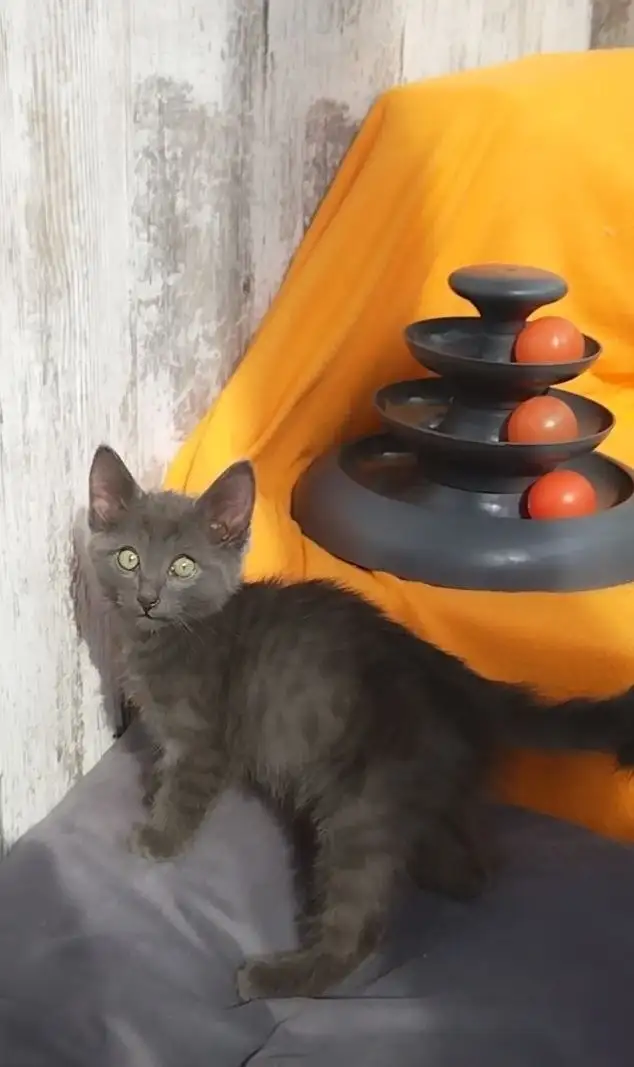 Феня (2 месяца) ищет дом - Кошки (Животные) в Саратов