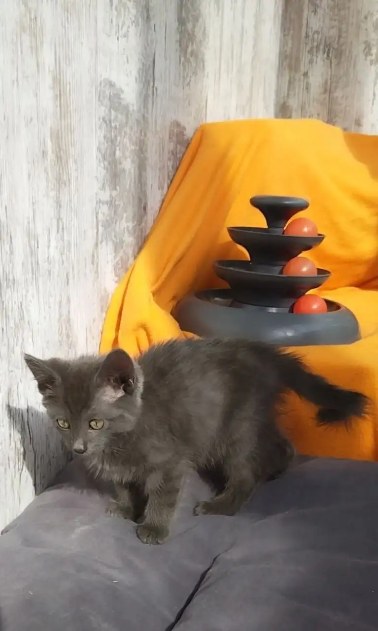 Феня (2 месяца) ищет дом - Кошки (Животные) в Саратов