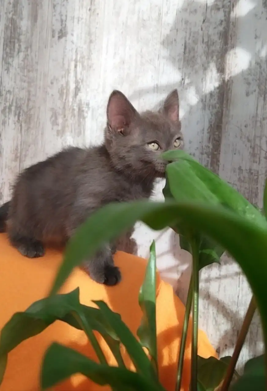 Феня (2 месяца) ищет дом - Кошки (Животные) в Саратов