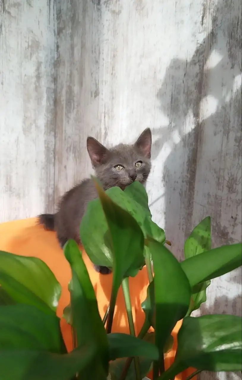 Феня (2 месяца) ищет дом - Кошки (Животные) в Саратов