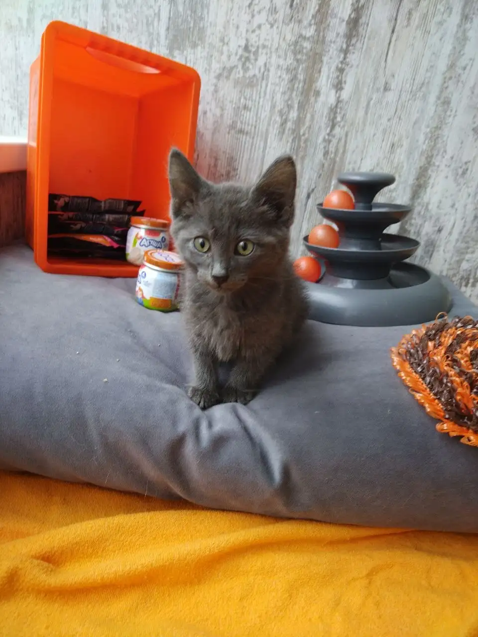 Феня (2 месяца) ищет дом - Кошки (Животные) в Саратов