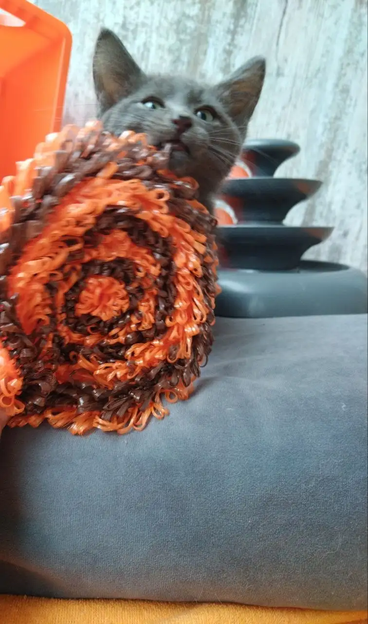 Феня (2 месяца) ищет дом - Кошки (Животные) в Саратов