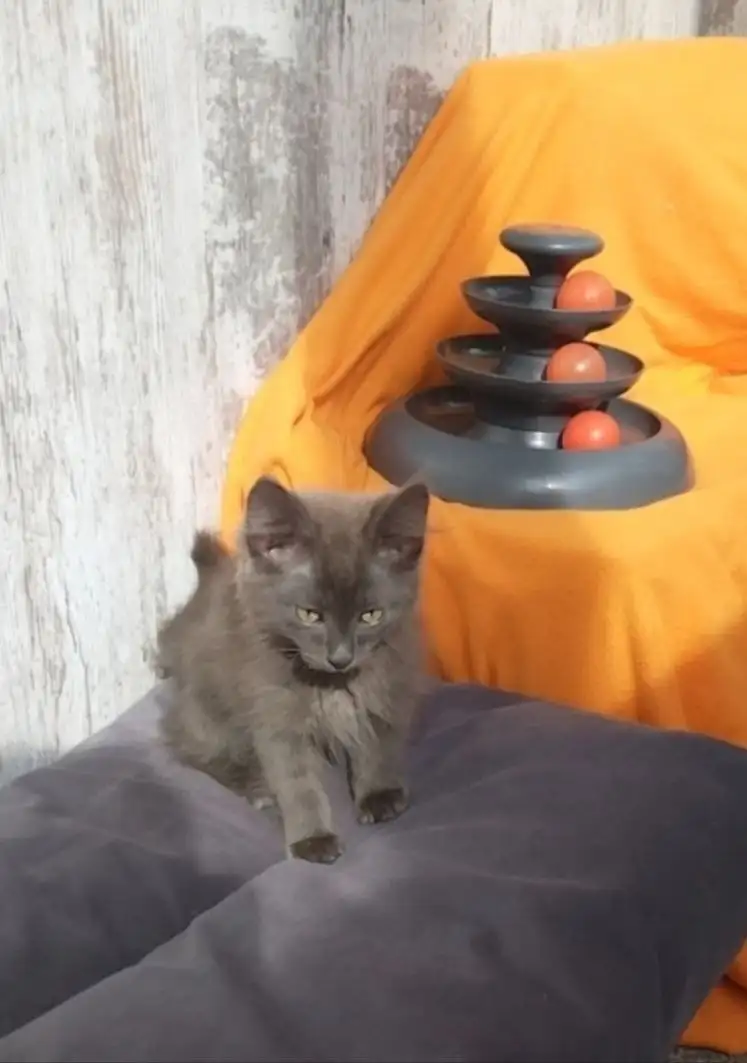 Котёнок Сеня ищет дом - Кошки (Животные) в Саратов