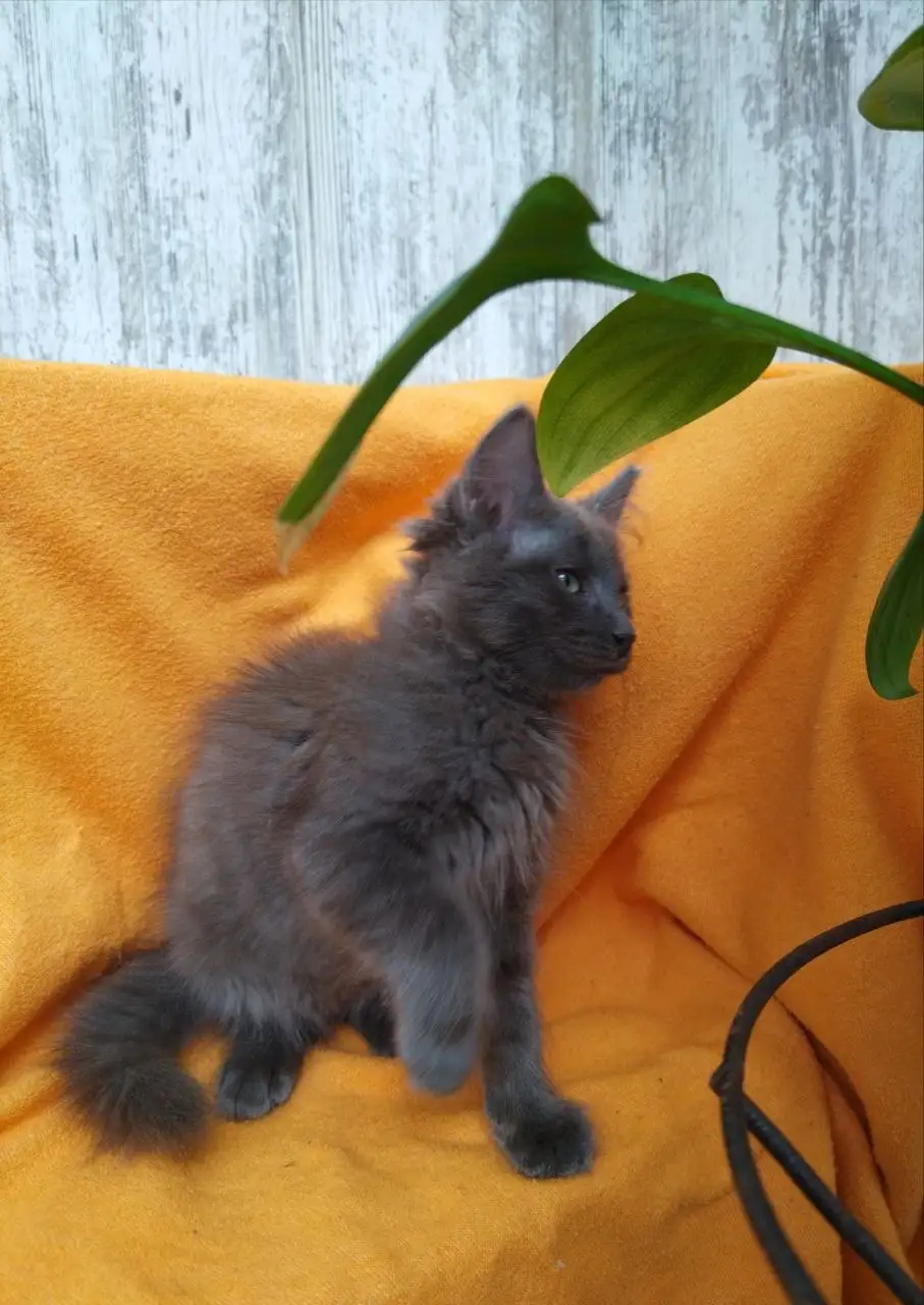 Котёнок Сеня ищет дом - Кошки (Животные) в Саратов