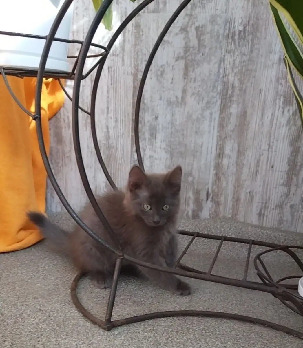 Котёнок Сеня ищет дом - Кошки (Животные) в Саратов