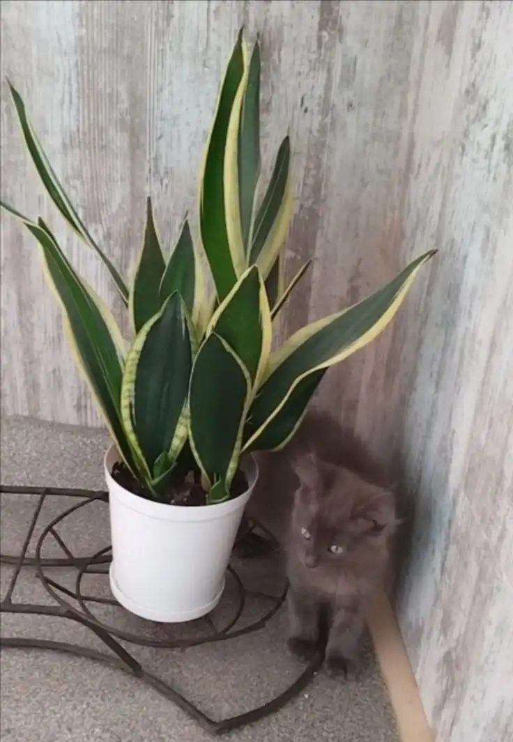 Котёнок Сеня ищет дом - Кошки (Животные) в Саратов