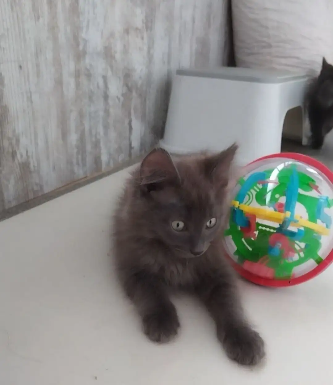 Котёнок Сеня ищет дом - Кошки (Животные) в Саратов