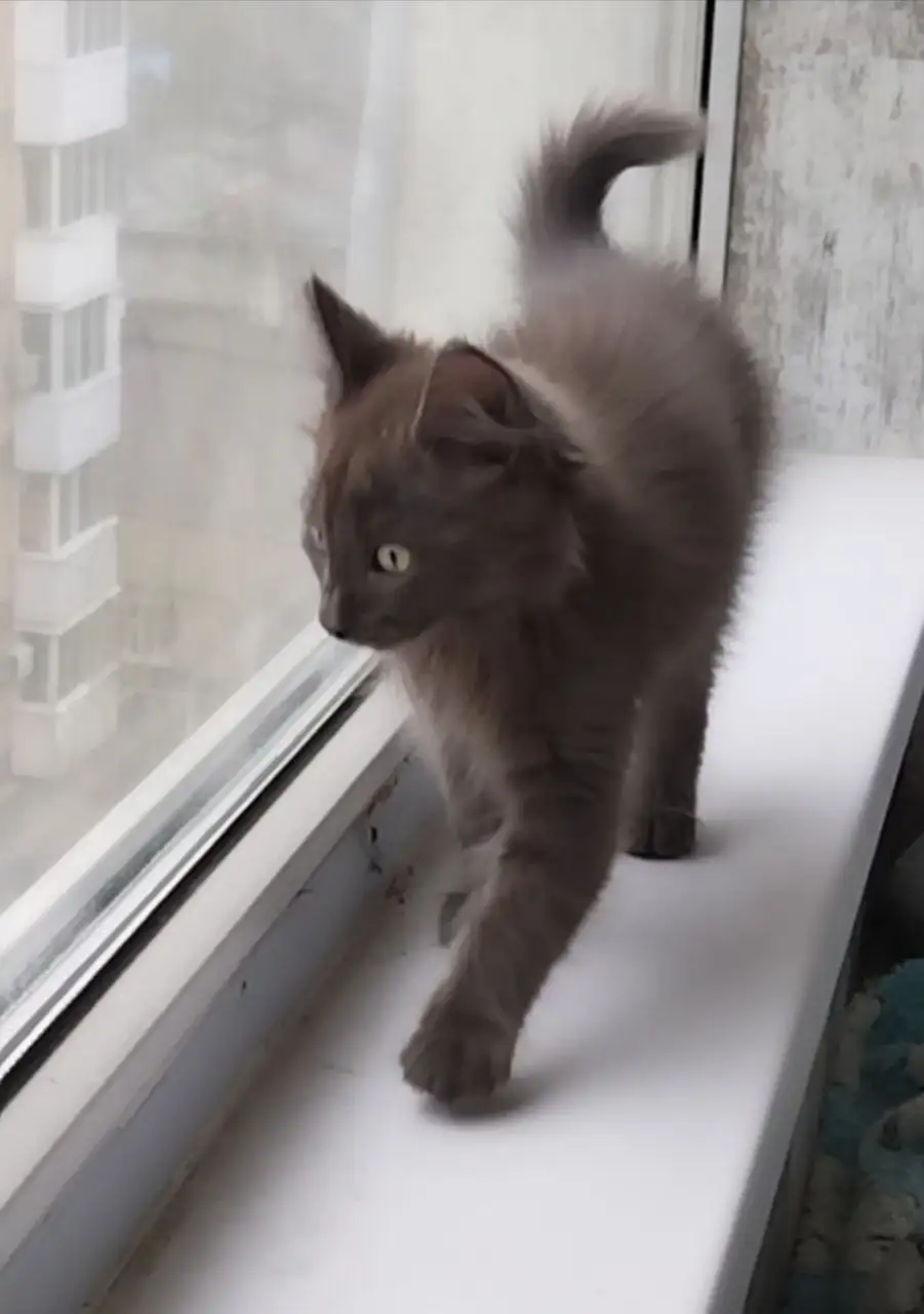 Котёнок Сеня ищет дом - Кошки (Животные) в Саратов