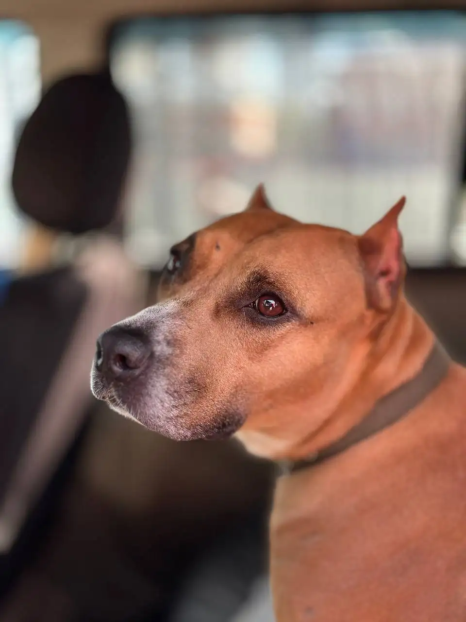 Отчет по сбору для собаки Стаффа Виты - Благотворительность (Животные) в Саратов