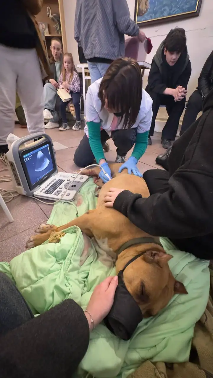 Отчет по сбору для собаки Стаффа Виты - Благотворительность (Животные) в Саратов