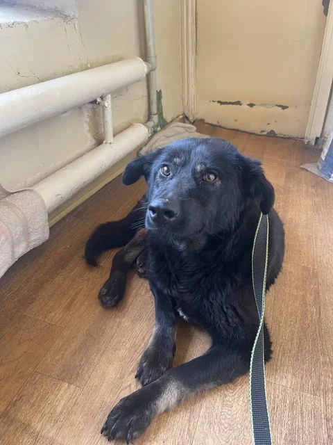 Сбор на операцию и передержку кота Кабачка - Птицеводство в Саратов