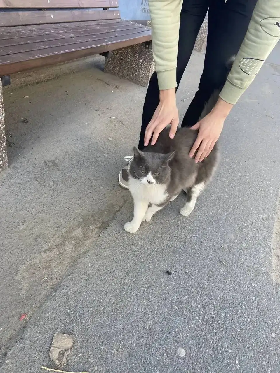 Найден кот в Саратове - Кошки (Животные) в Саратов