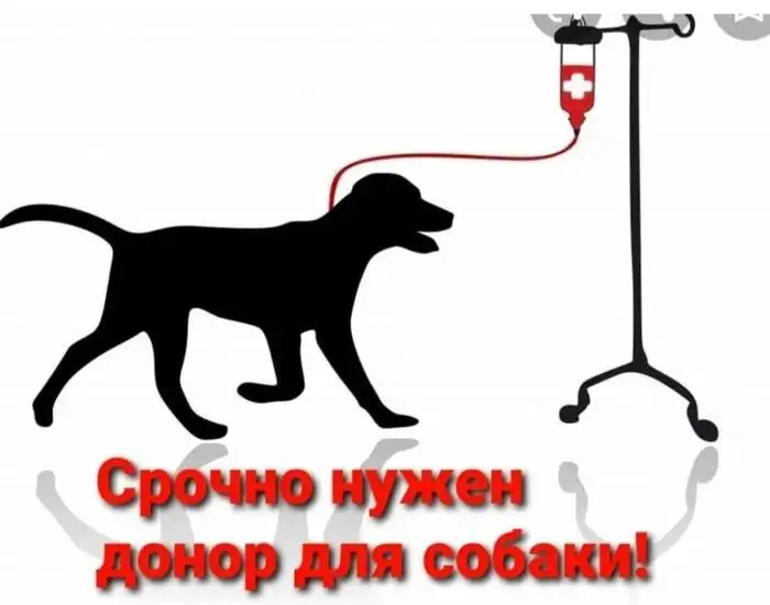 Срочно нужен донор для собаки - Животные в Саратов