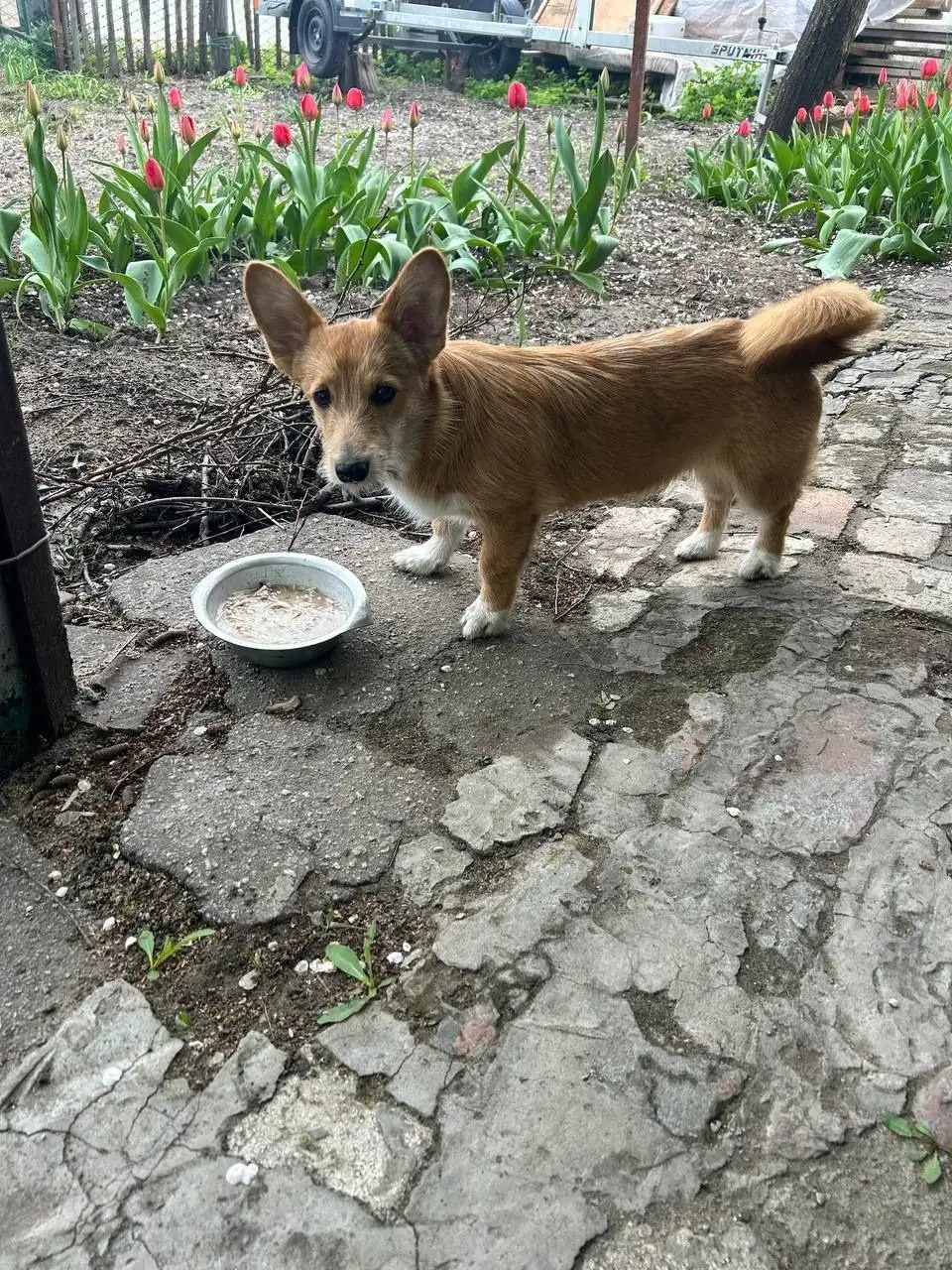 Найдена собака в районе завода Газавтоматика - Собаки (Животные) в Саратов