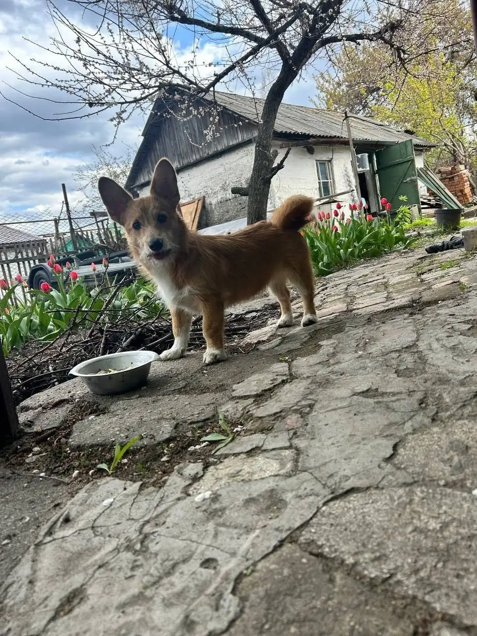 Найдена собака в районе завода Газавтоматика - Собаки (Животные) в Саратов
