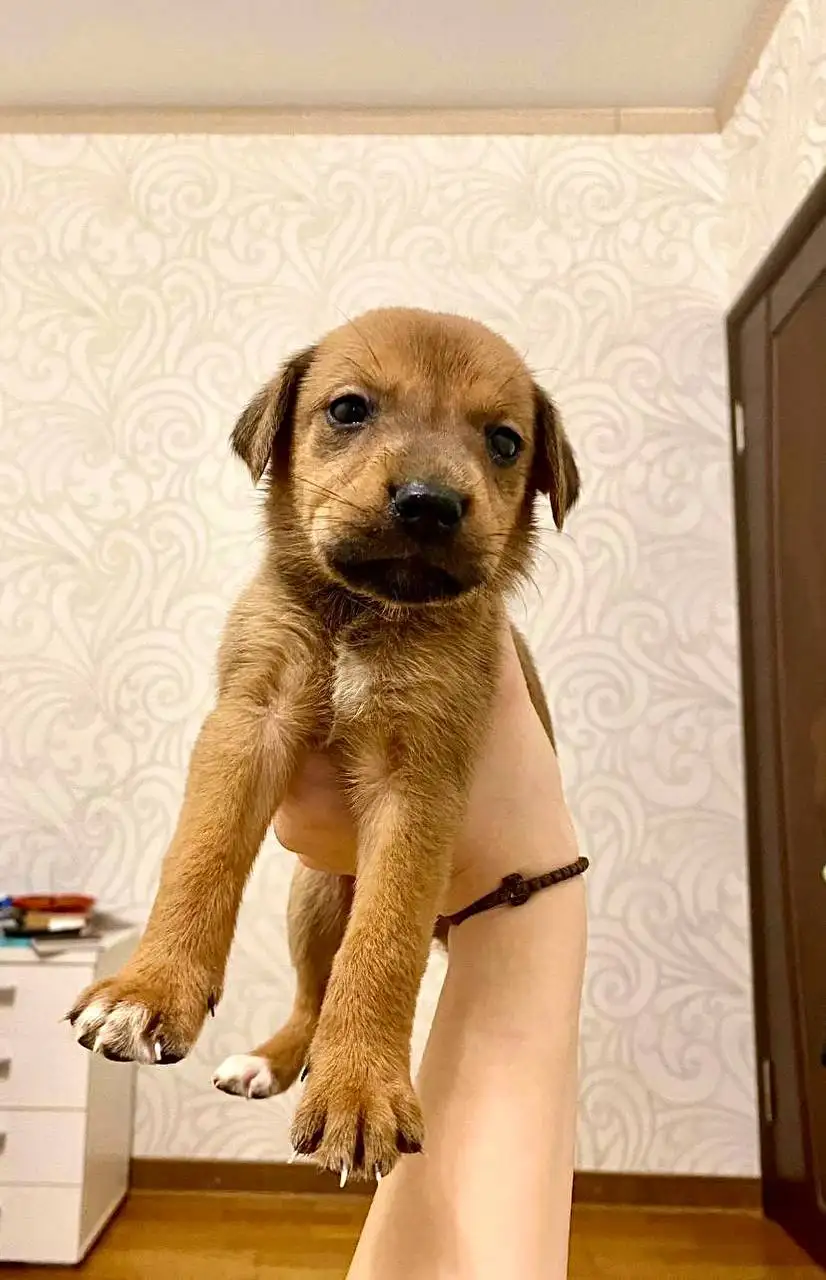 Сбор на содержание щенков из коробки - Животные в Саратов