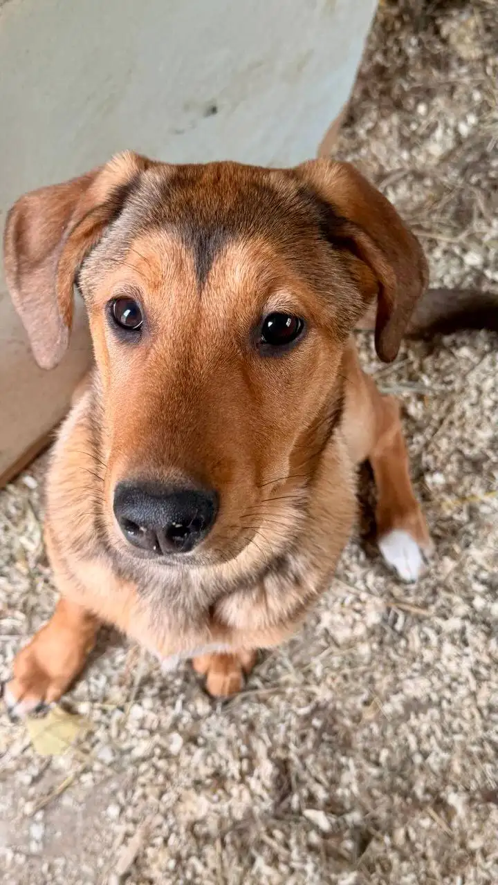 Сбор на содержание щенков из коробки - Животные в Саратов