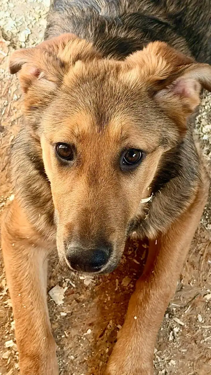 Сбор на содержание щенков из коробки - Животные в Саратов