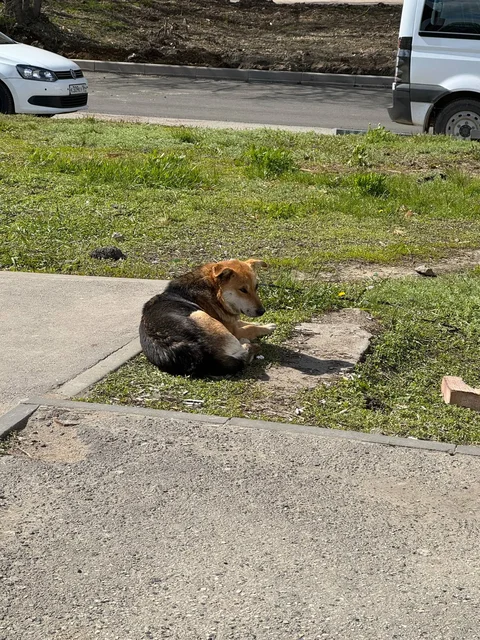 «Хатико» ждет хозяина - найдена собака на остановке - Питомцы в Саратов