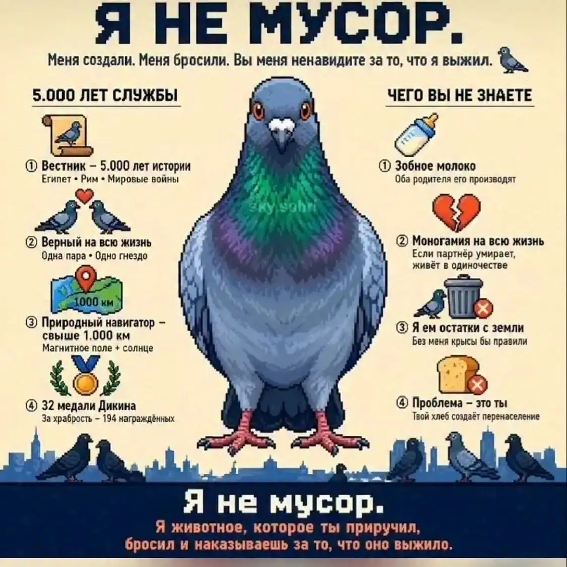 Каждую весну начинают травить голубей - Питомцы (Животные) в Саратов